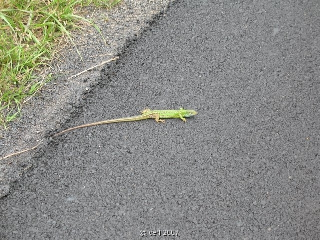 2007 05 Séjour en Brenne 081